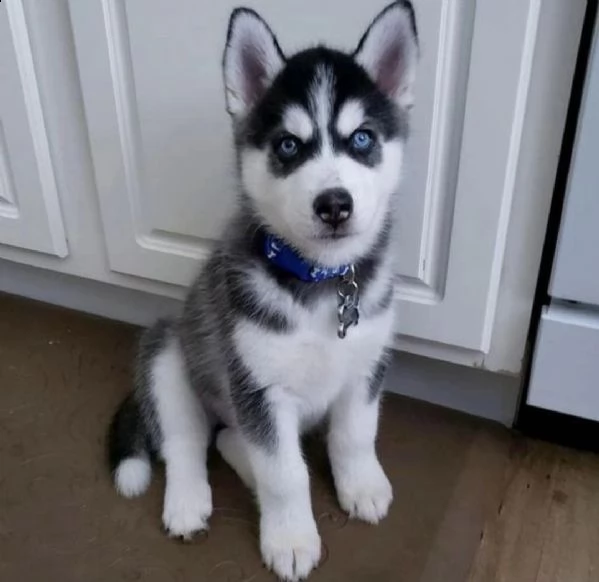 regalo cuccioli siberian husky  maschio e femmina