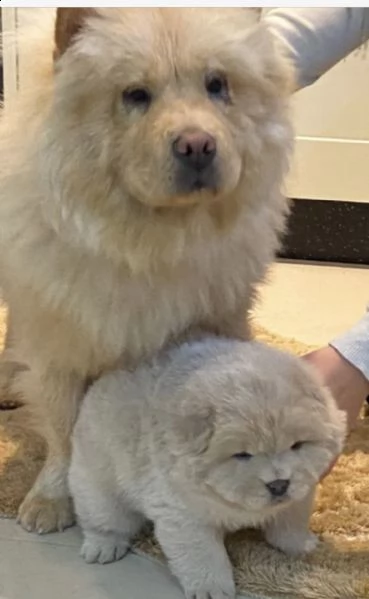 hermosos cachorros chow chow, | Foto 3