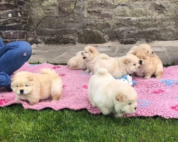 hermosos cachorros chow chow,