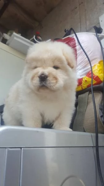 hermosos cachorros chow chow, | Foto 2