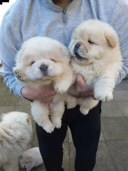 hermosos cachorros chow chow, | Foto 0