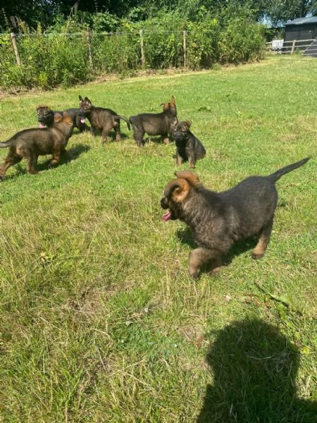 bellissimi cuccioli di pastore tedesco, | Foto 0