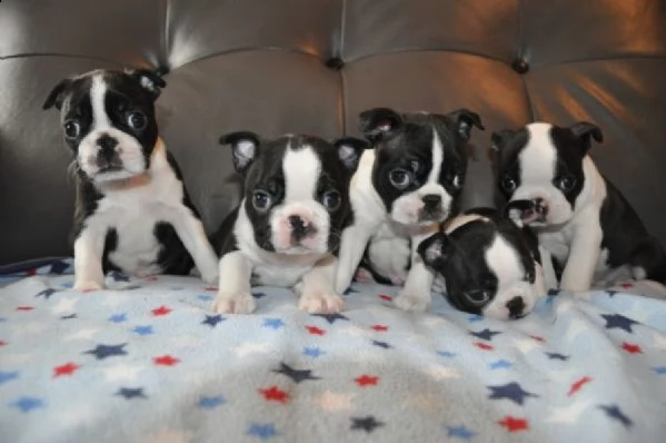 molto carino boston terrier,