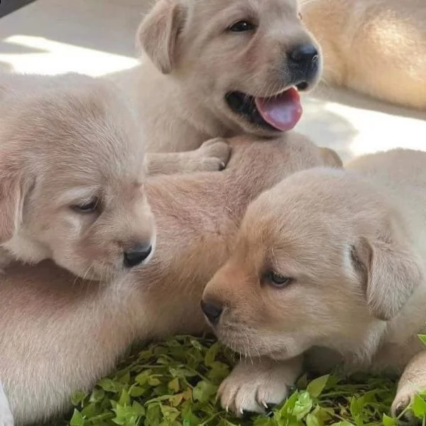 splendidi cuccioli di labrador | Foto 1