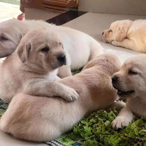 splendidi cuccioli di labrador | Foto 0