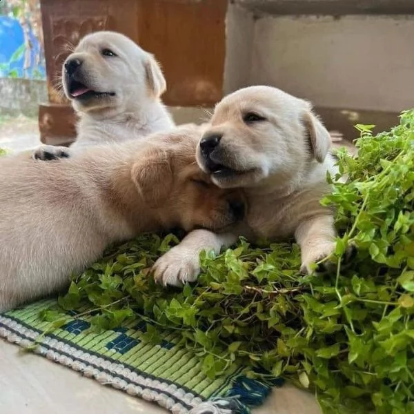 splendidi cuccioli di labrador