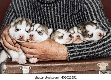 non perdere questo huskies per il tuo regalo. .♥