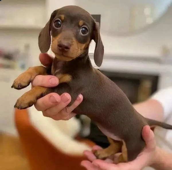  regalo adorabili cuccioli  bassotto femminucce e maschietti