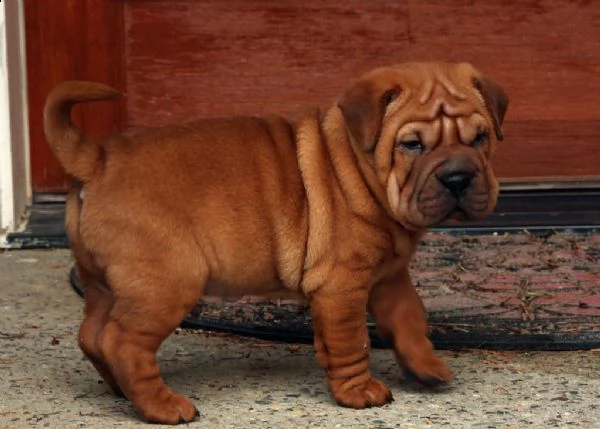  cuccioli di shar pei | Foto 0