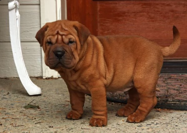  cuccioli di shar pei