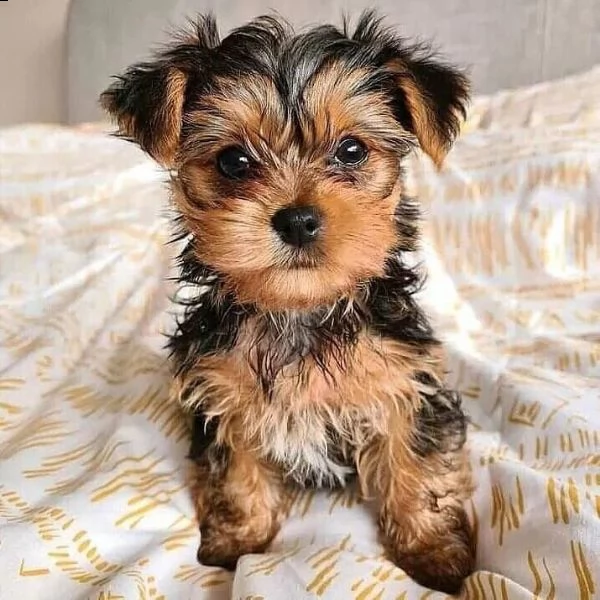 cuccioli di yorkie carini e sani (+393509706299)