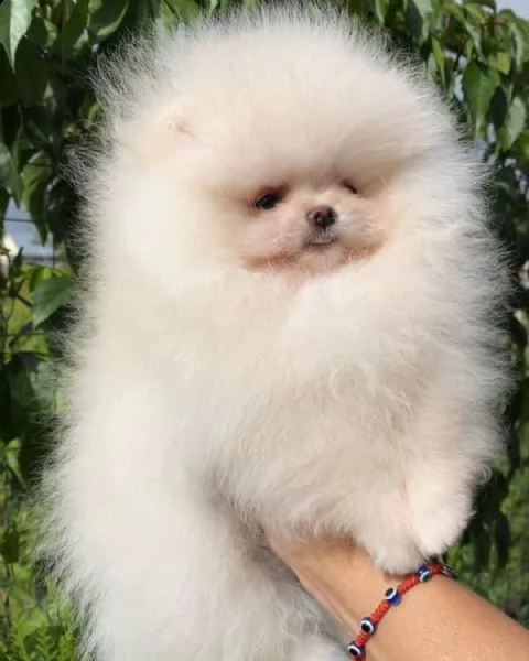 adorabili cuccioli pom disponibili (+393509706299)