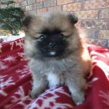 splendido cucciolo di pomerania | Foto 2