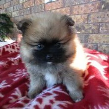 splendido cucciolo di pomerania | Foto 1