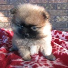 splendido cucciolo di pomerania | Foto 0