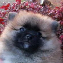 splendido cucciolo di pomerania