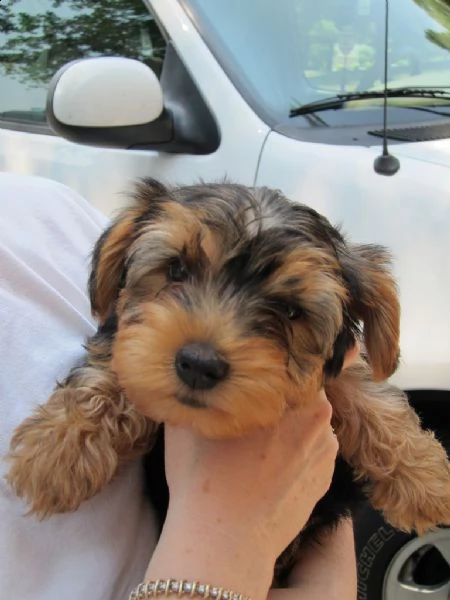 bellissimi cuccioli  di yorkshire | Foto 0