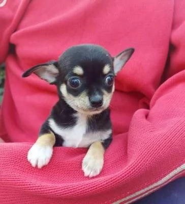 chihuahua, cuccioli a pelo corto - venezia | Foto 2