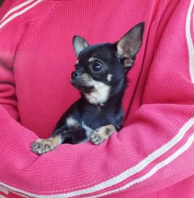 chihuahua, cuccioli a pelo corto - venezia | Foto 0