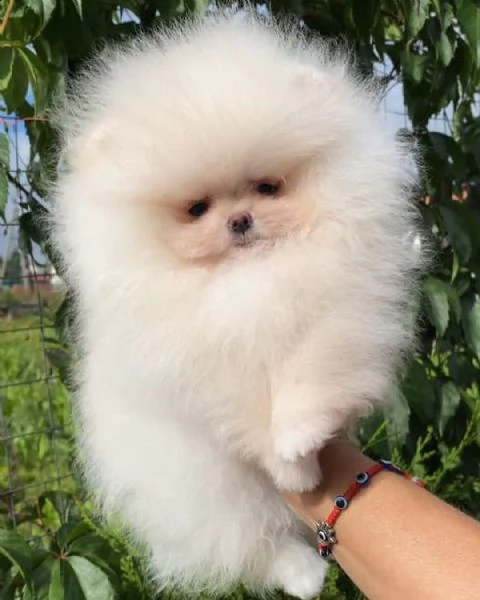 disponibili cuccioli di pomerania (+393509706299)