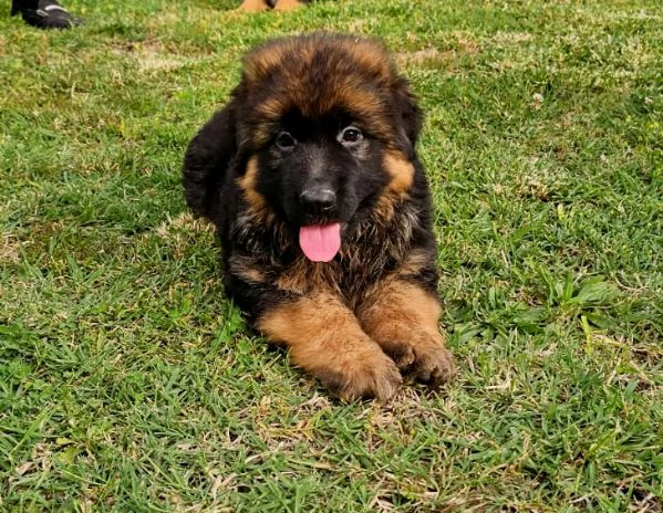 Bellissima Cucciola di Pastore Tedesco a Pelo Lungo