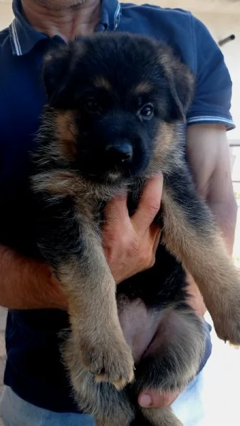 Bella Cucciola Femmina di Pastore Tedesco Pelo Corto