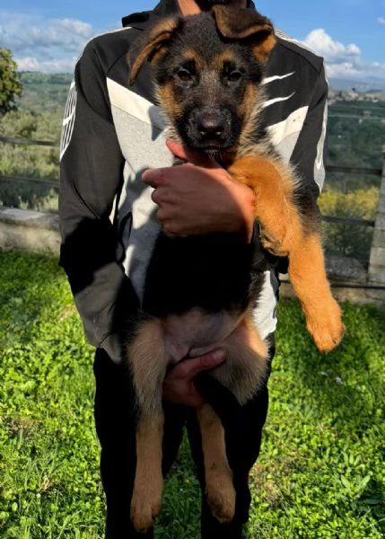 Bella Cucciola di Pastore Tedesco a Pelo Corto.