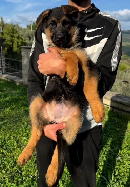 Bella Cucciola di Pastore Tedesco a Pelo Corto. | Foto 1