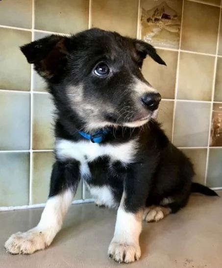 cuccioli di border collie