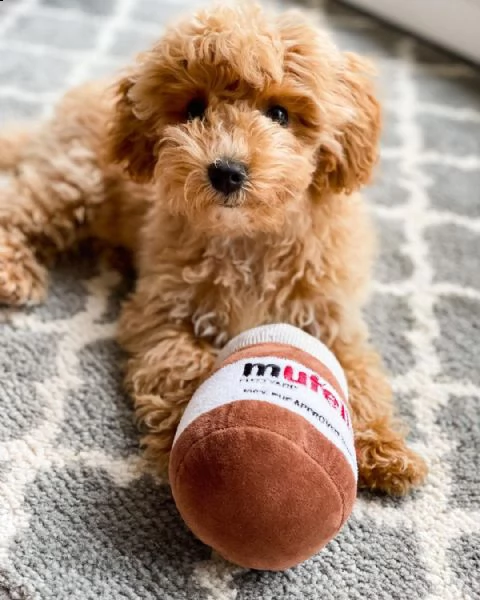 cucciolo di maltipoo | Foto 0