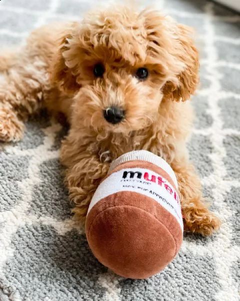 cucciolo di maltipoo