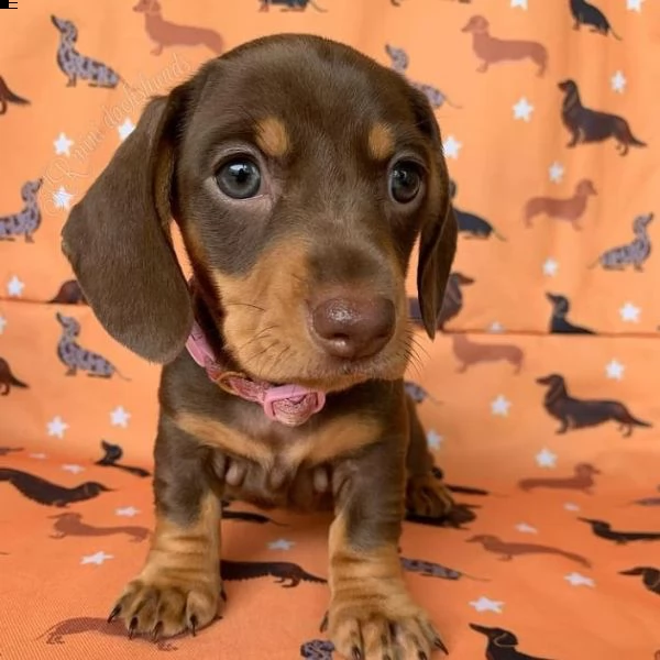  regalo adorabili cuccioli  bassotto femminucce e maschietti