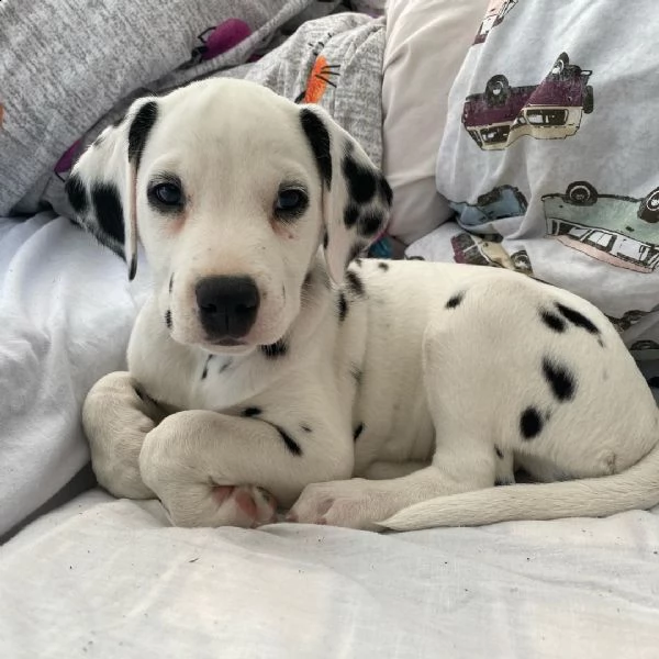 cucciolo di dalmata disponibile 6 settimane | Foto 2