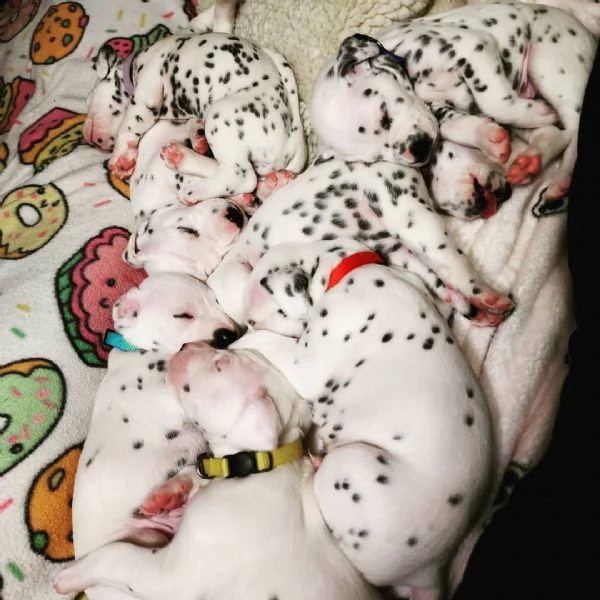 cucciolo di dalmata disponibile 6 settimane | Foto 1