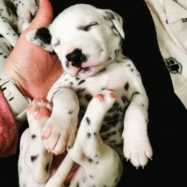 cucciolo di dalmata disponibile 6 settimane | Foto 0