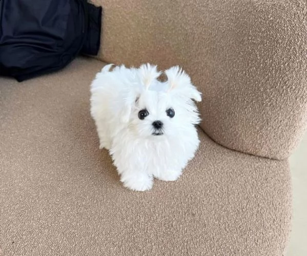 bichon