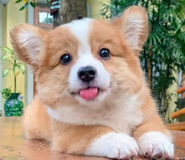 corgi  | Foto 0