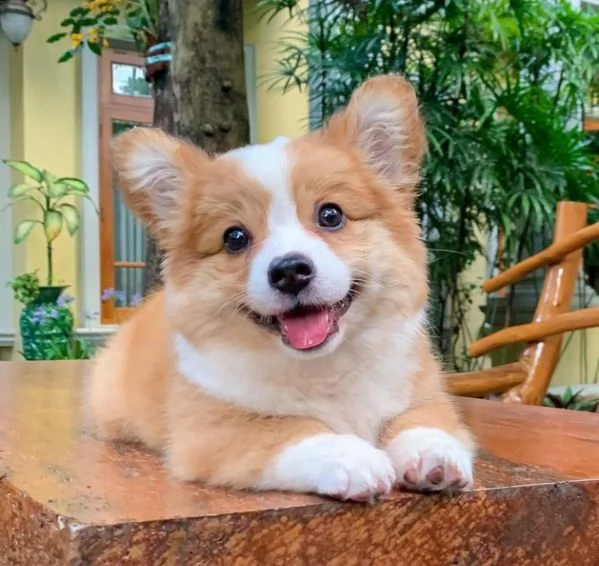 corgi 