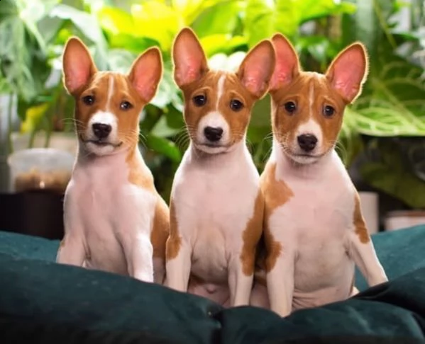 basenji  | Foto 0