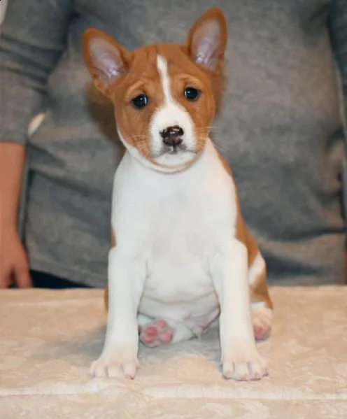 basenji 