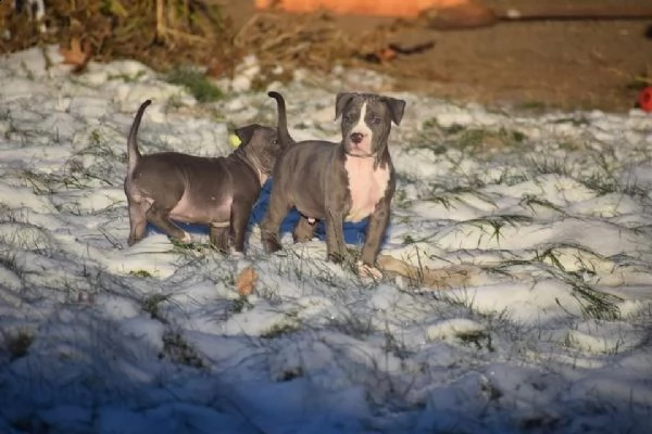 cuccioli pitbull alta genealogia | Foto 5