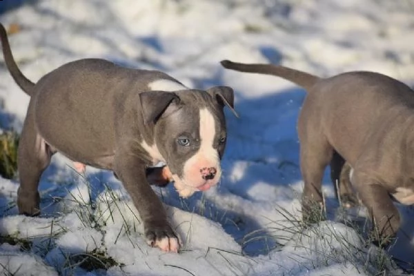 cuccioli pitbull alta genealogia | Foto 4