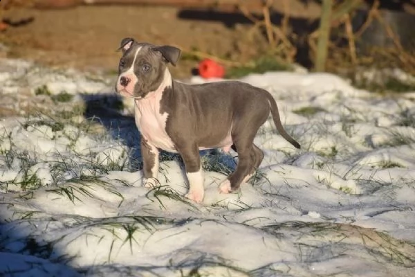 cuccioli pitbull alta genealogia | Foto 3