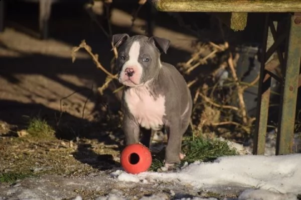 cuccioli pitbull alta genealogia | Foto 2