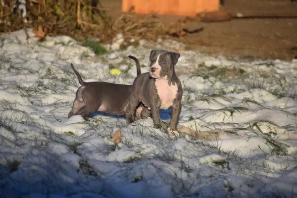 cuccioli pitbull alta genealogia | Foto 1