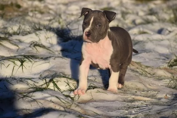 cuccioli pitbull alta genealogia