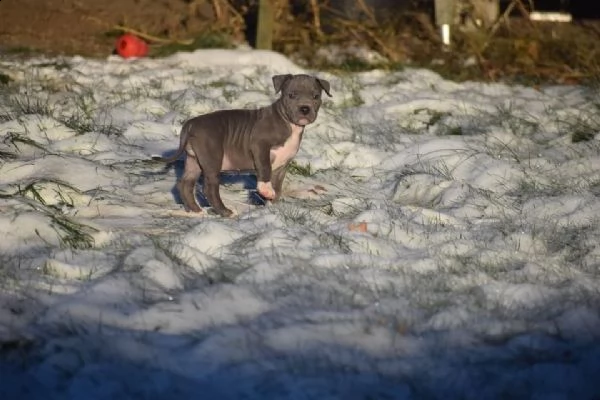 cuccioli pitbull alta genealogia | Foto 0