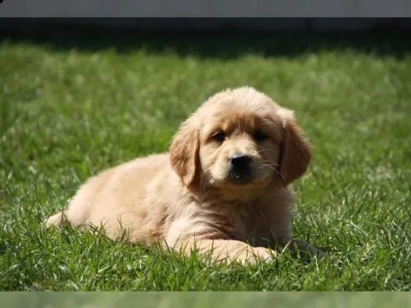 cuccioli di golden retriever con pedigree- | Foto 3