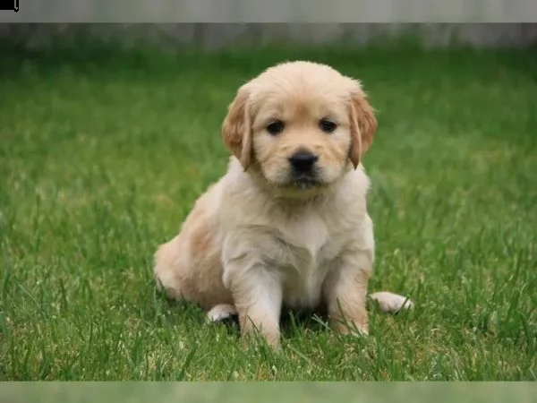 cuccioli di golden retriever con pedigree- | Foto 2