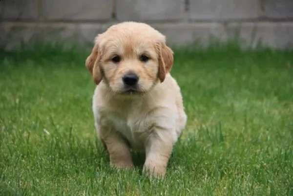 cuccioli di golden retriever con pedigree- | Foto 1